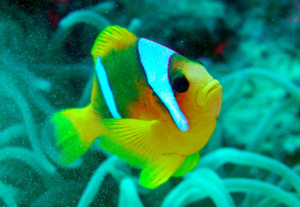 Sport & Freizeit Utopia Beach Club