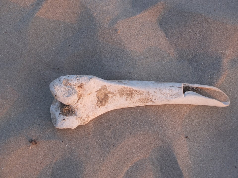 Strand Salalah Rotana Resort