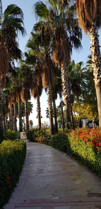 Gartenanlage Royal Atlantis Beach Hotel