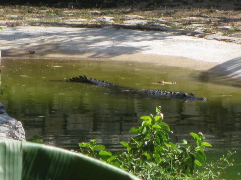 Krokodile Grand Palladium Select White Sand Resort & Spa