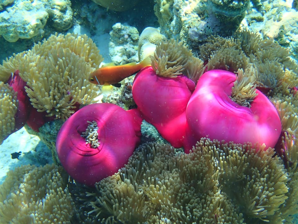 Sport & Freizeit Filitheyo Island Resort