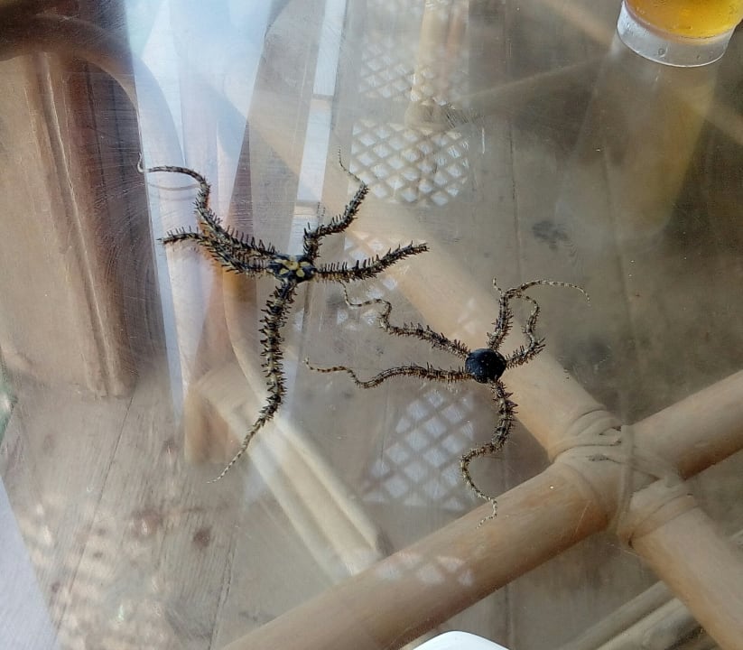 Sonstiges Desert Rose