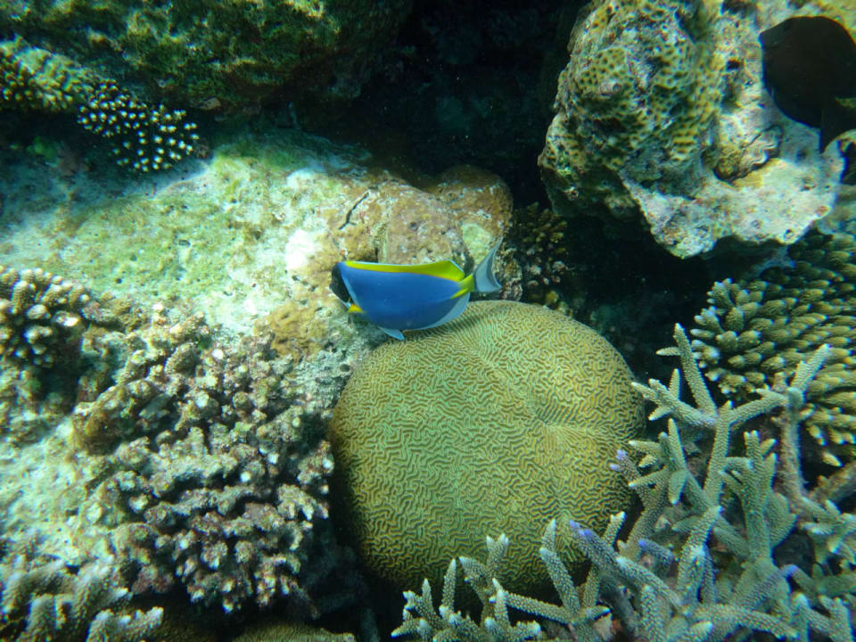 Unterwasserwelt Cinnamon Hakuraa Huraa Maldives