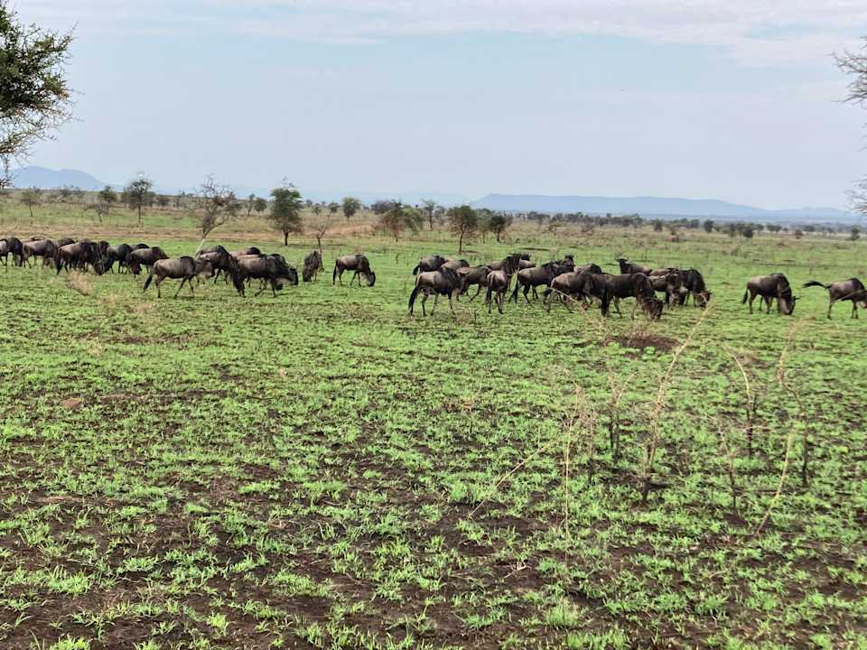 Gartenanlage Pumzika Luxury Safari Camp