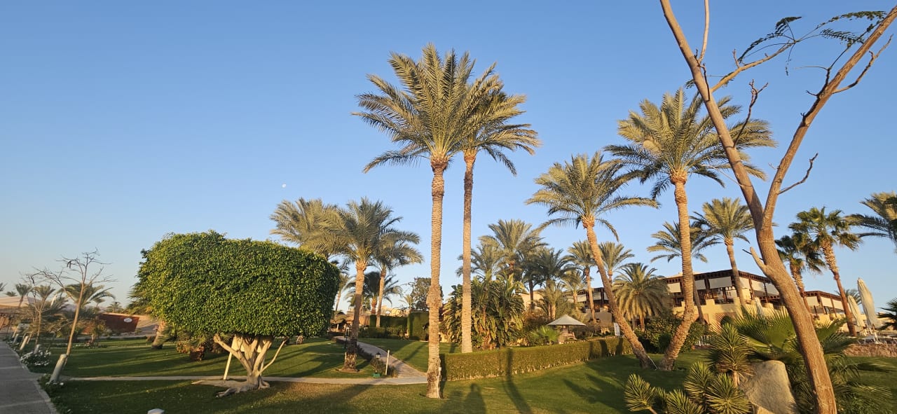 Gartenanlage Steigenberger Coraya Beach - Adults only