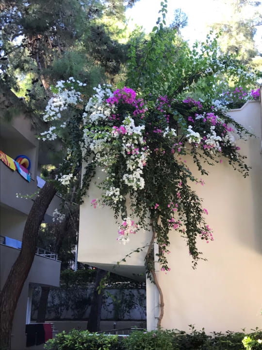 Gartenanlage Club Sidelya Hotel