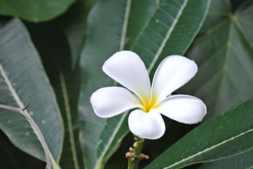 Frangipani Angaga Island Resort