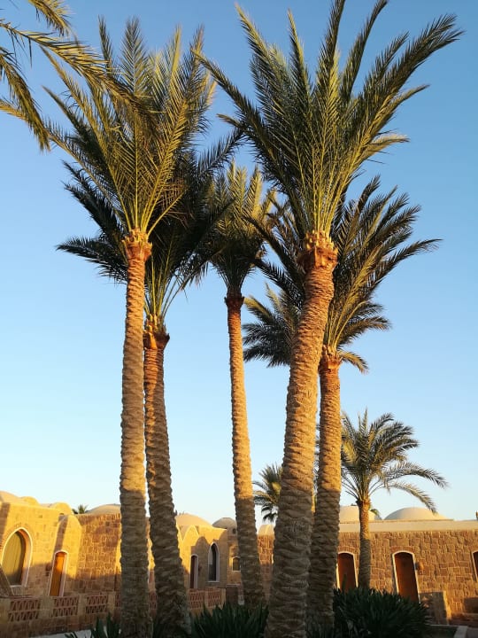 Gartenanlage Mövenpick Resort El Quseir