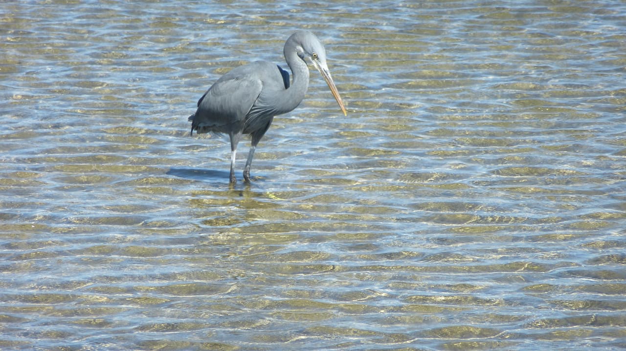 Reiher Three Corners Equinox Beach Resort