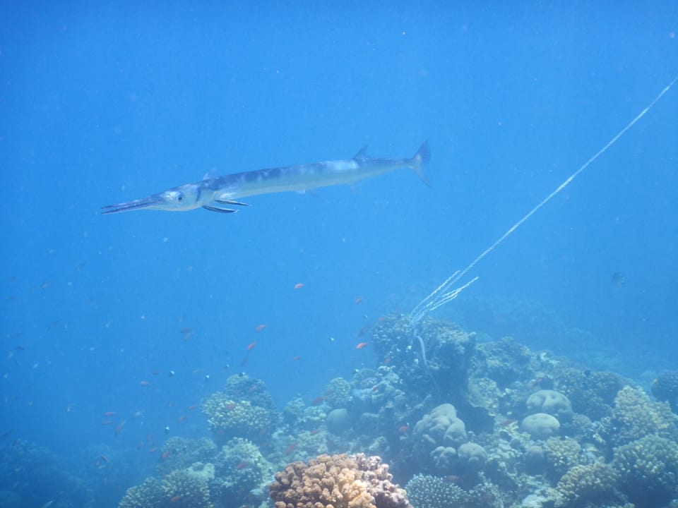 Sonstiges Makadi Spa - Adults only