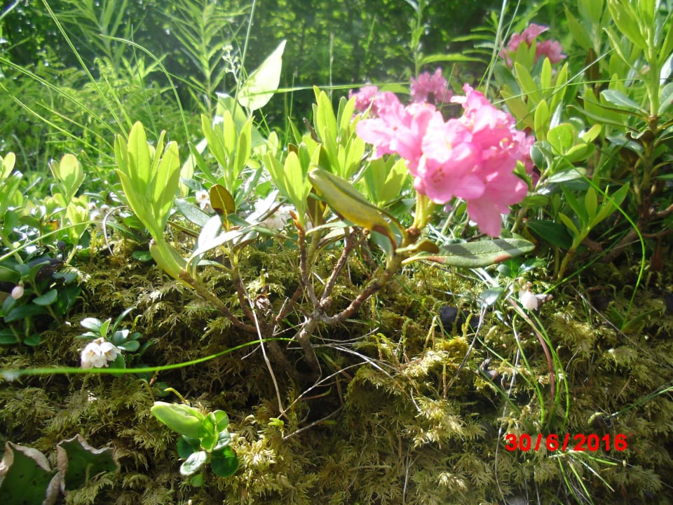 Wunderschöne Flora Hotel Ultenerhof