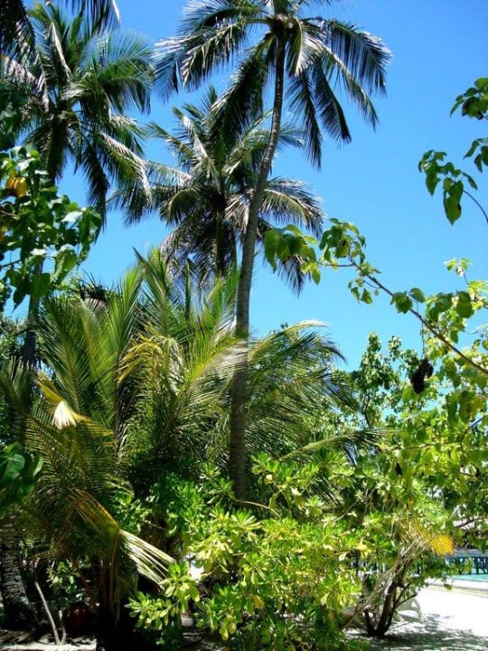 Palmen Meeru Maldives Resort Island