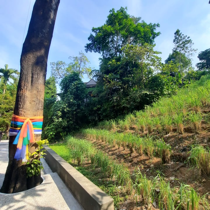 Gartenanlage Moracea by Khao Lak Resort