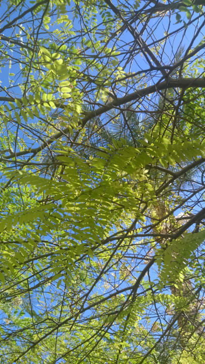 Осень Stella Garden Resort & Spa, Makadi Bay