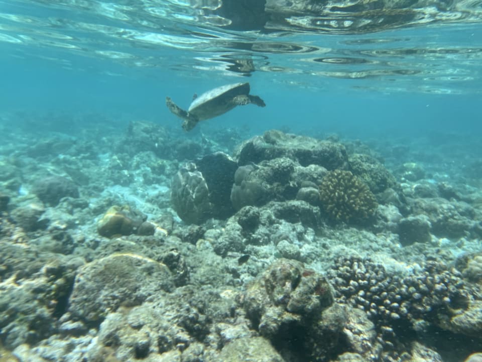 Sport & Freizeit NH Collection Maldives Reethi Resort