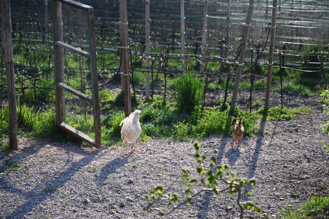Gartenanlage Traubenhof