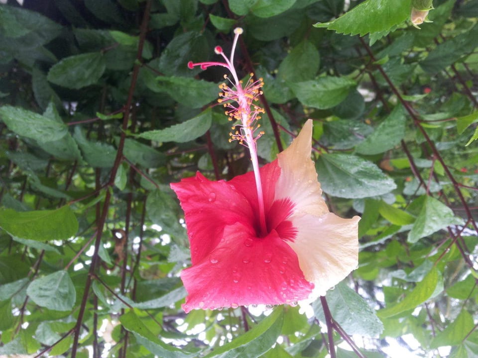 Гибискус Adaaran Select Hudhuran Fushi - Premium All Inclusive