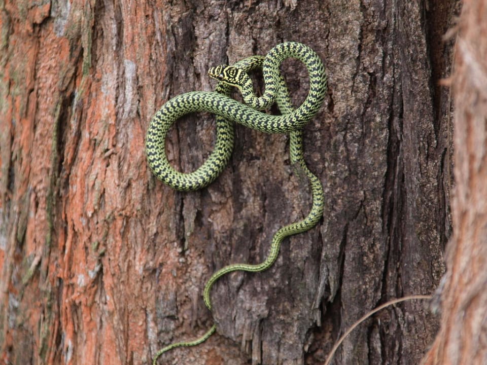 Baumschlange im Hotelgelände Moracea by Khao Lak Resort