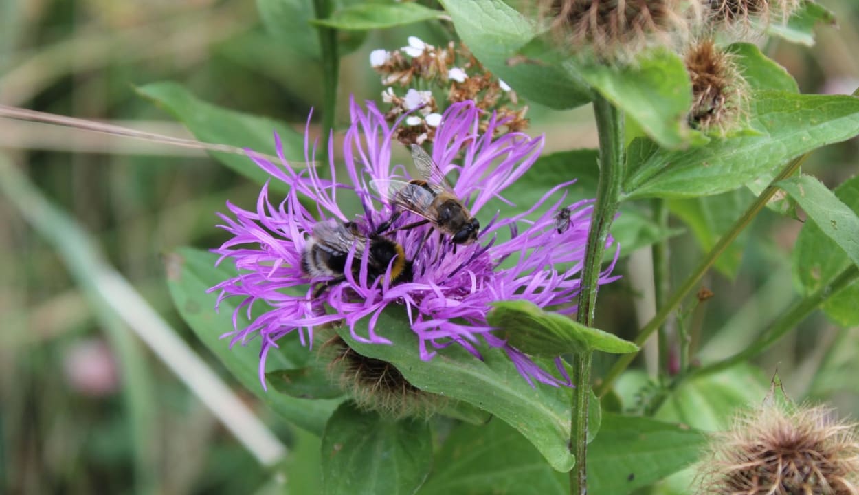 Natur Genießer- & Wanderhotel Jägerhof