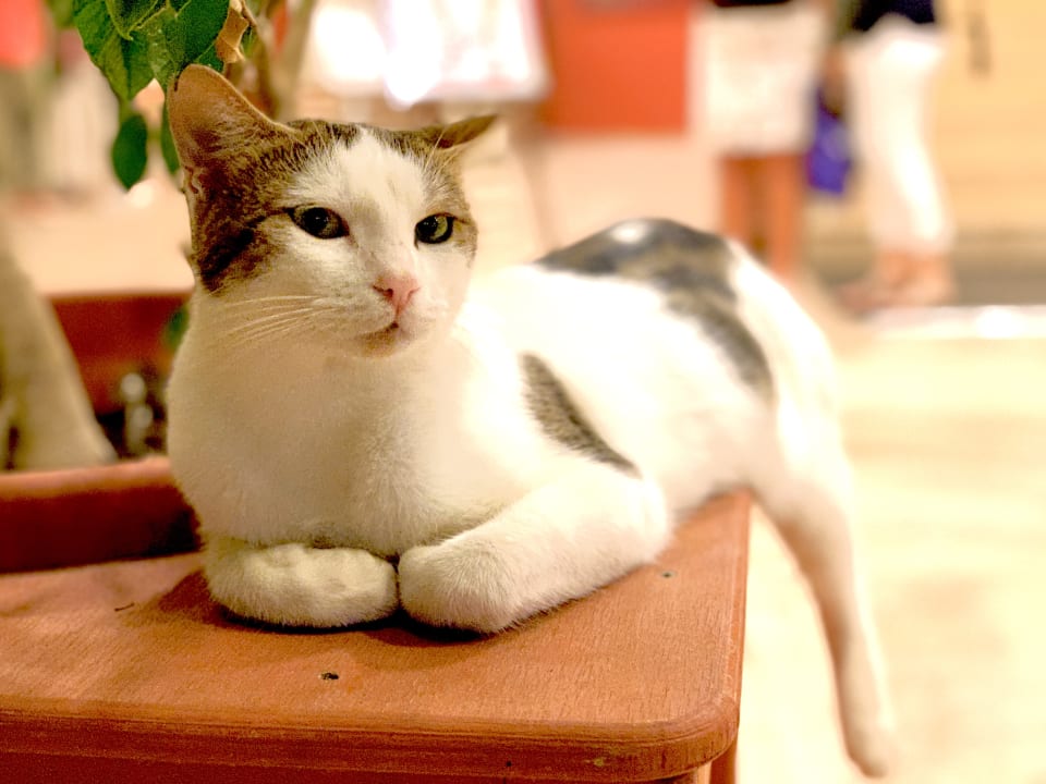 Sonstiges Megasaray Club Belek