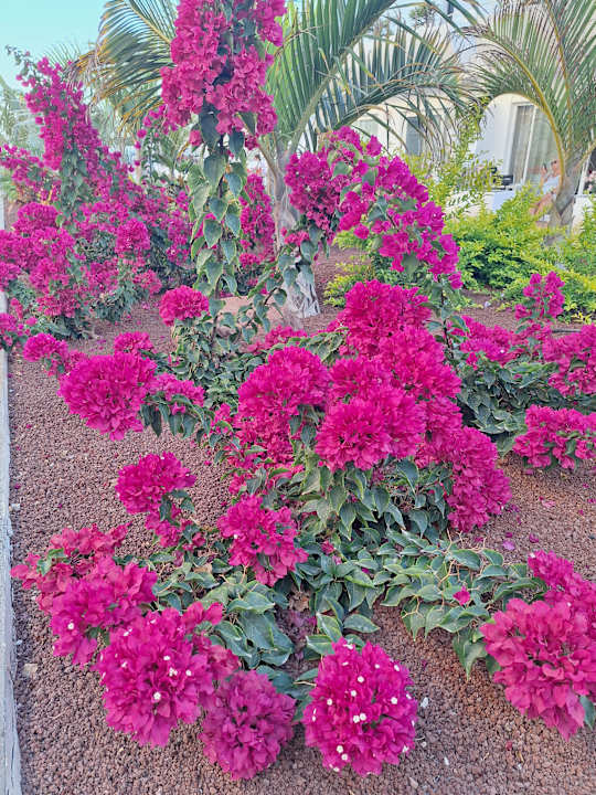 Gartenanlage allsun App.-Hotel Barlovento