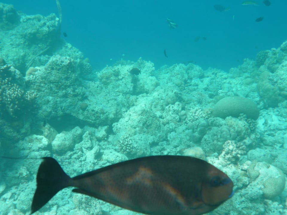 Das "Hausaqarium" NH Collection Maldives Reethi Resort