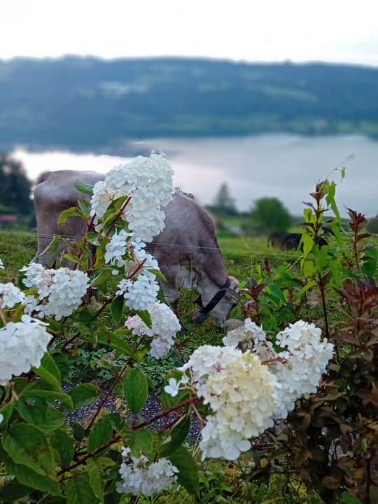 Ausblick Gästehaus Alpseeblick