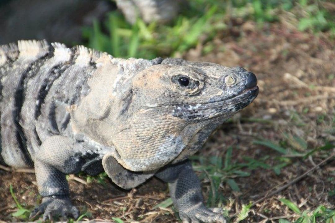 Leguan Grand Palladium Kantenah Resort & Spa