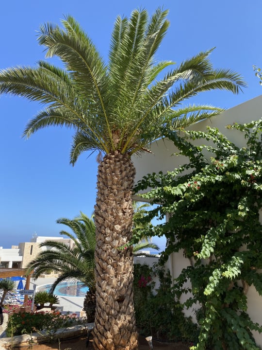 Gartenanlage Grand Hotel Holiday Resort