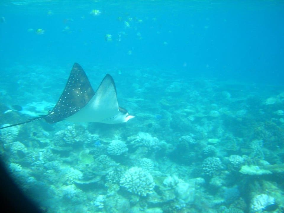 Rochen im Riff Kuramathi Maldives