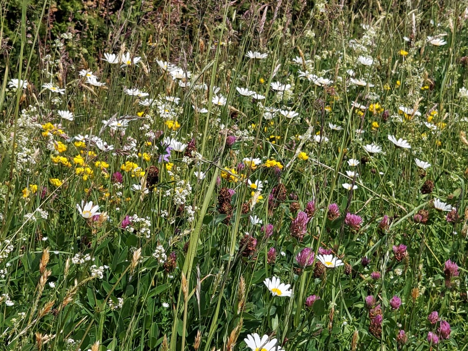 Gartenanlage Spirit & SPA Hotel Birkenhof am Elfenhain