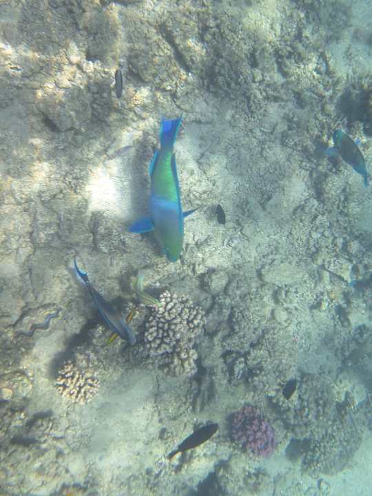 Sonstiges Jaz Makadi Saraya Resort