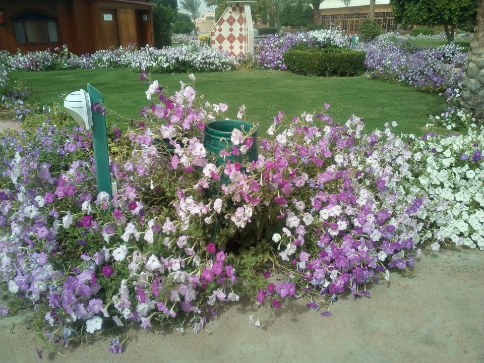 Gartenanlage Desert Rose