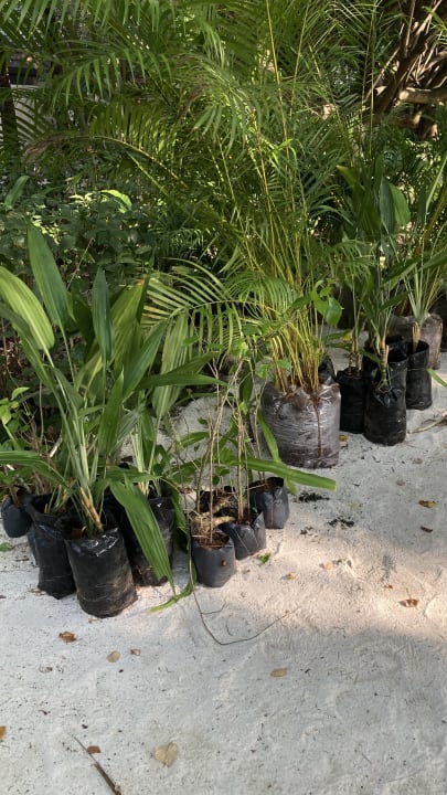 Gartenanlage Summer Island Maldives