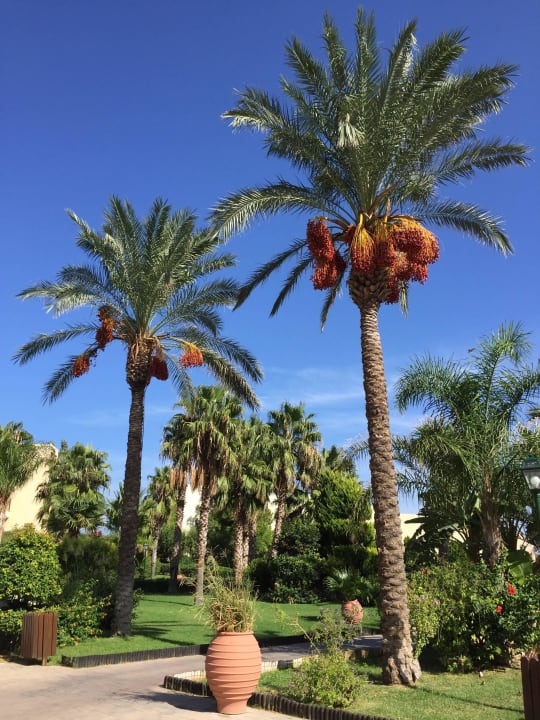 Palmen Atlantica Aegean Blue