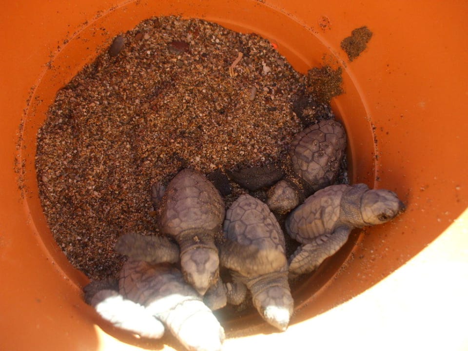 Caretta TUI KIDS CLUB Felicia Village