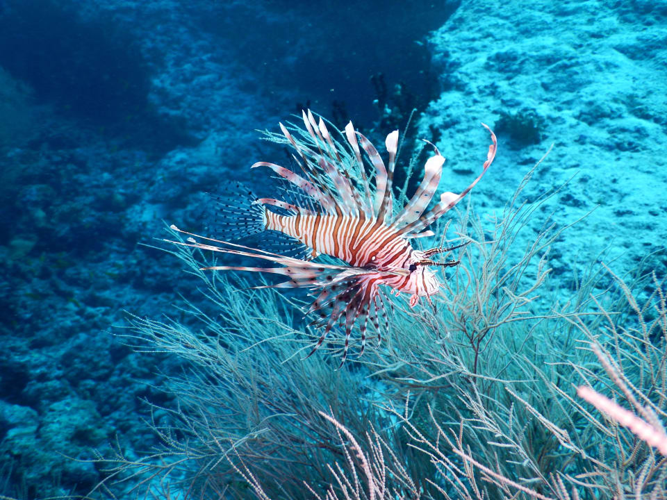 Rorfeuerfisch NH Collection Maldives Reethi Resort