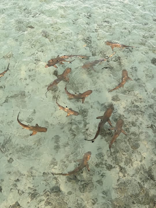 Außenansicht Centara Ras Fushi Resort & Spa Maldives