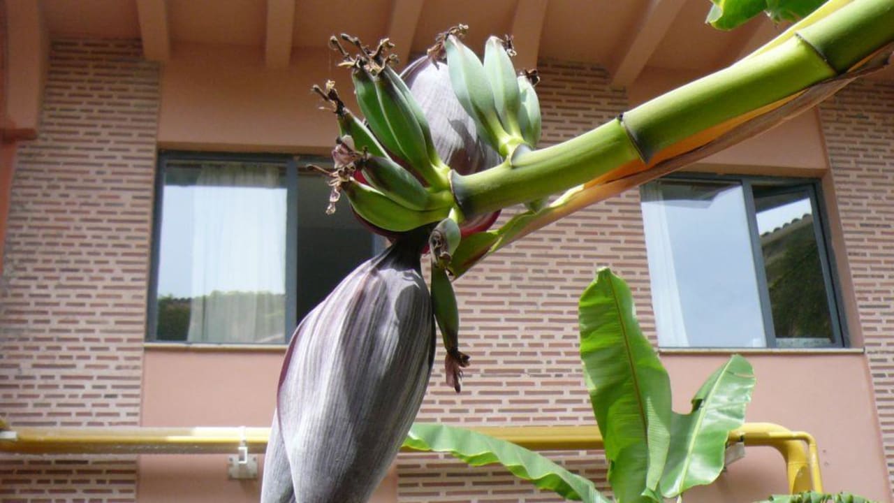 Frühling Limak Limra Hotel & Resort