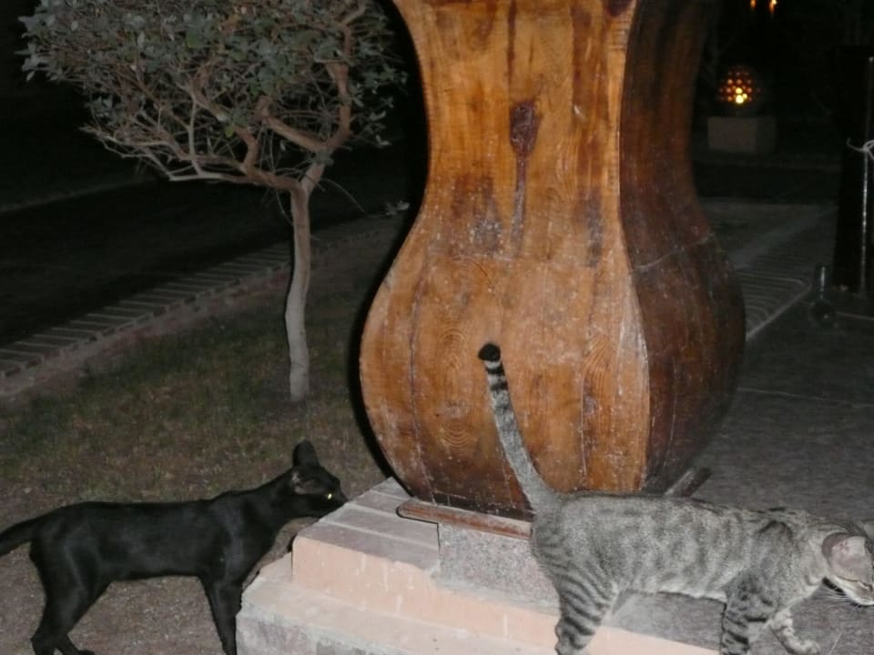 Freilaufende Katzen Pickalbatros Alf Leila Wa Leila Resort - Neverland Hurghada