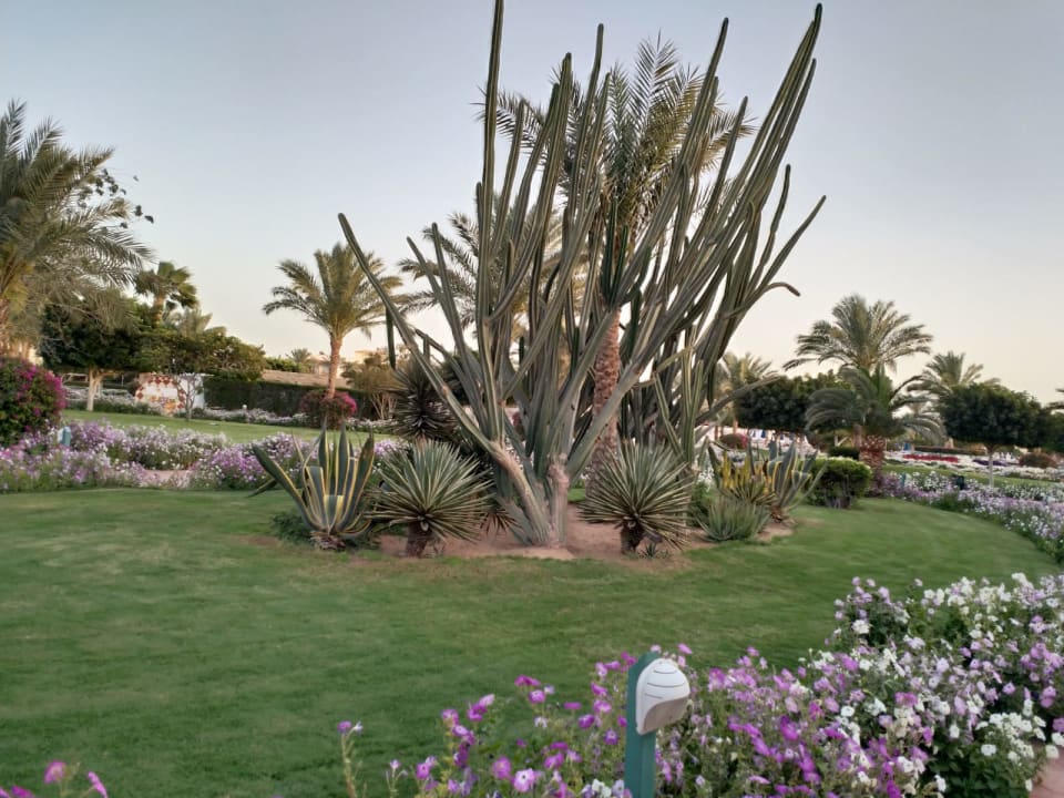 Gartenanlage Desert Rose