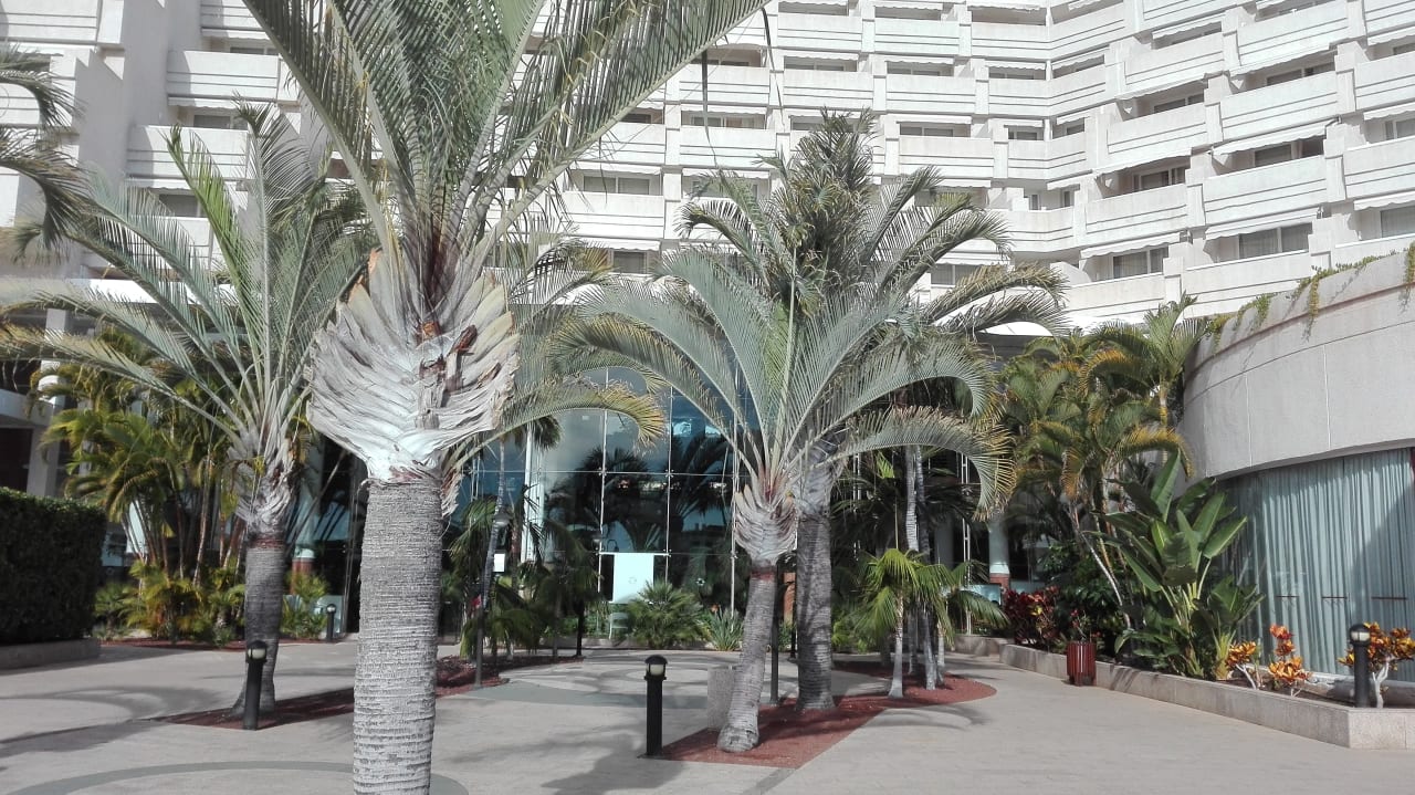 Garten Landmar Playa La Arena