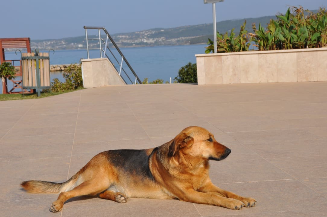 Hotel Hund Gold Island Selected