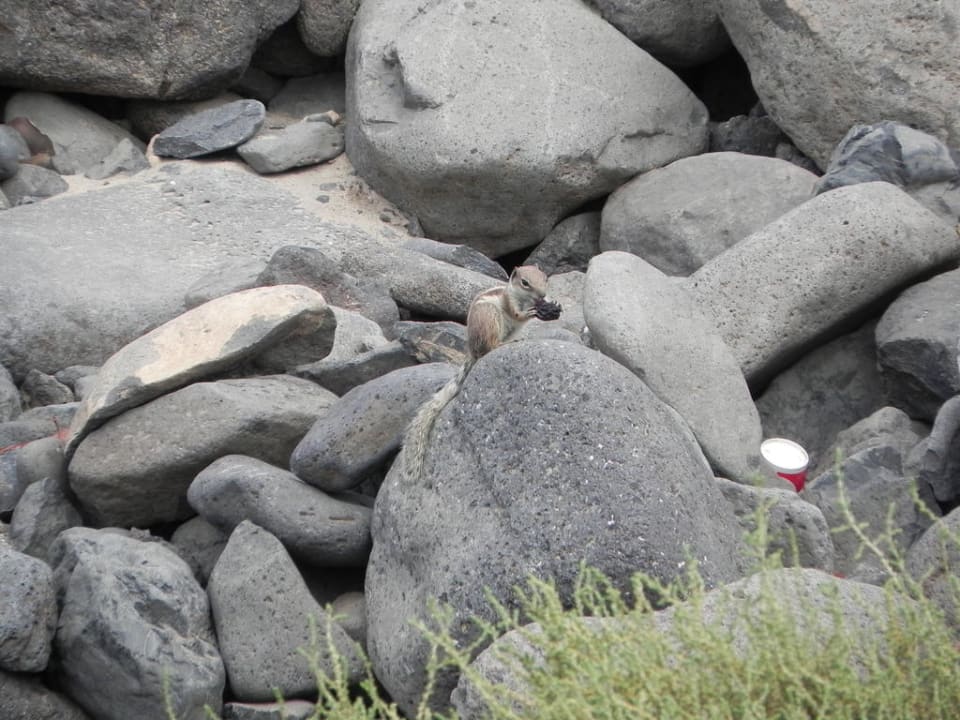 Streifenhörnchen allsun App.-Hotel Esquinzo Beach