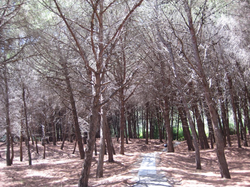 Fußweg zum Strand Hotel Le Palme