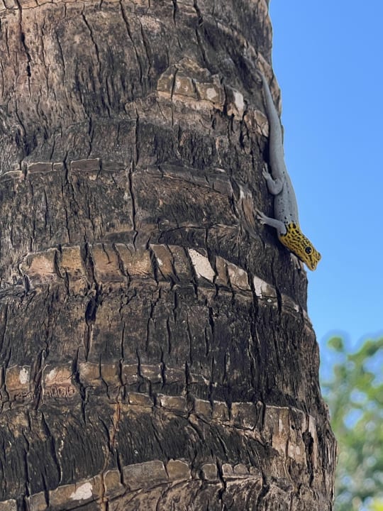 Gartenanlage The Residence Zanzibar