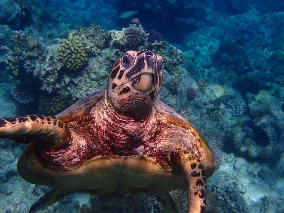 Sport & Freizeit Beach Safari Nubian Resort