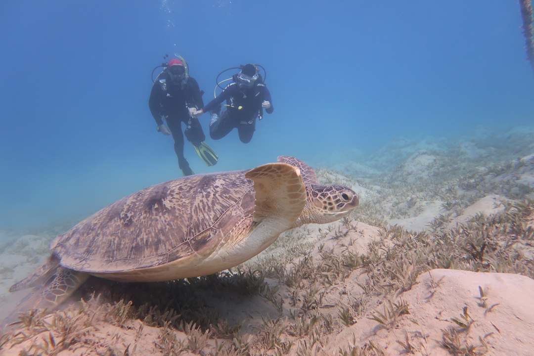 Sonstiges Jaz Makadi Saraya Resort