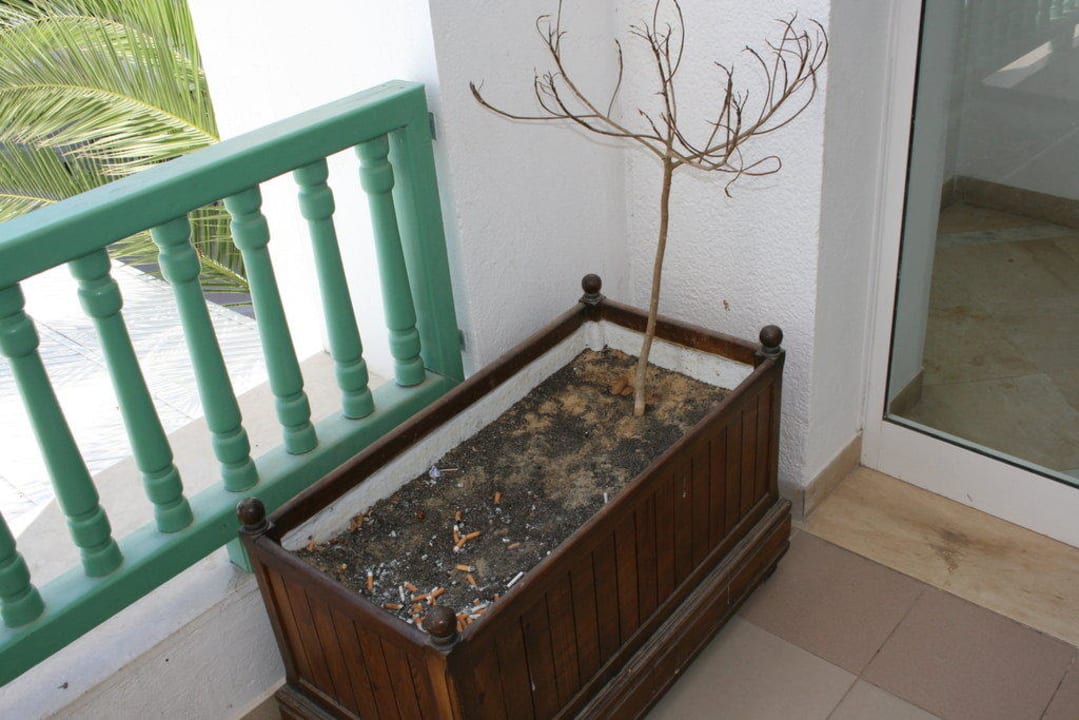 Ungepflegte Blumen! El Mouradi Club Kantaoui