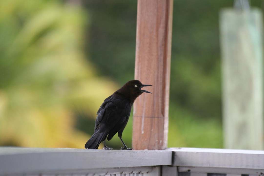 Besucher der Veranda Casa Acuario